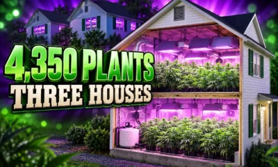 Buena Borough 4350 plant illegal marijuana grow raid