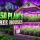 Buena Borough 4350 plant illegal marijuana grow raid