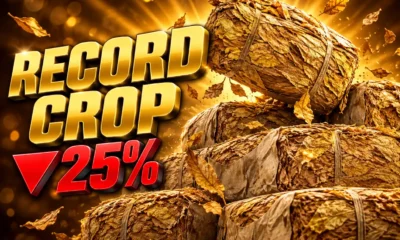 Zimbabwe tobacco 2026 record crop falling floor prices