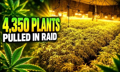 Buena farmhouses 4350 marijuana plants police raid