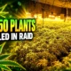 Buena farmhouses 4350 marijuana plants police raid