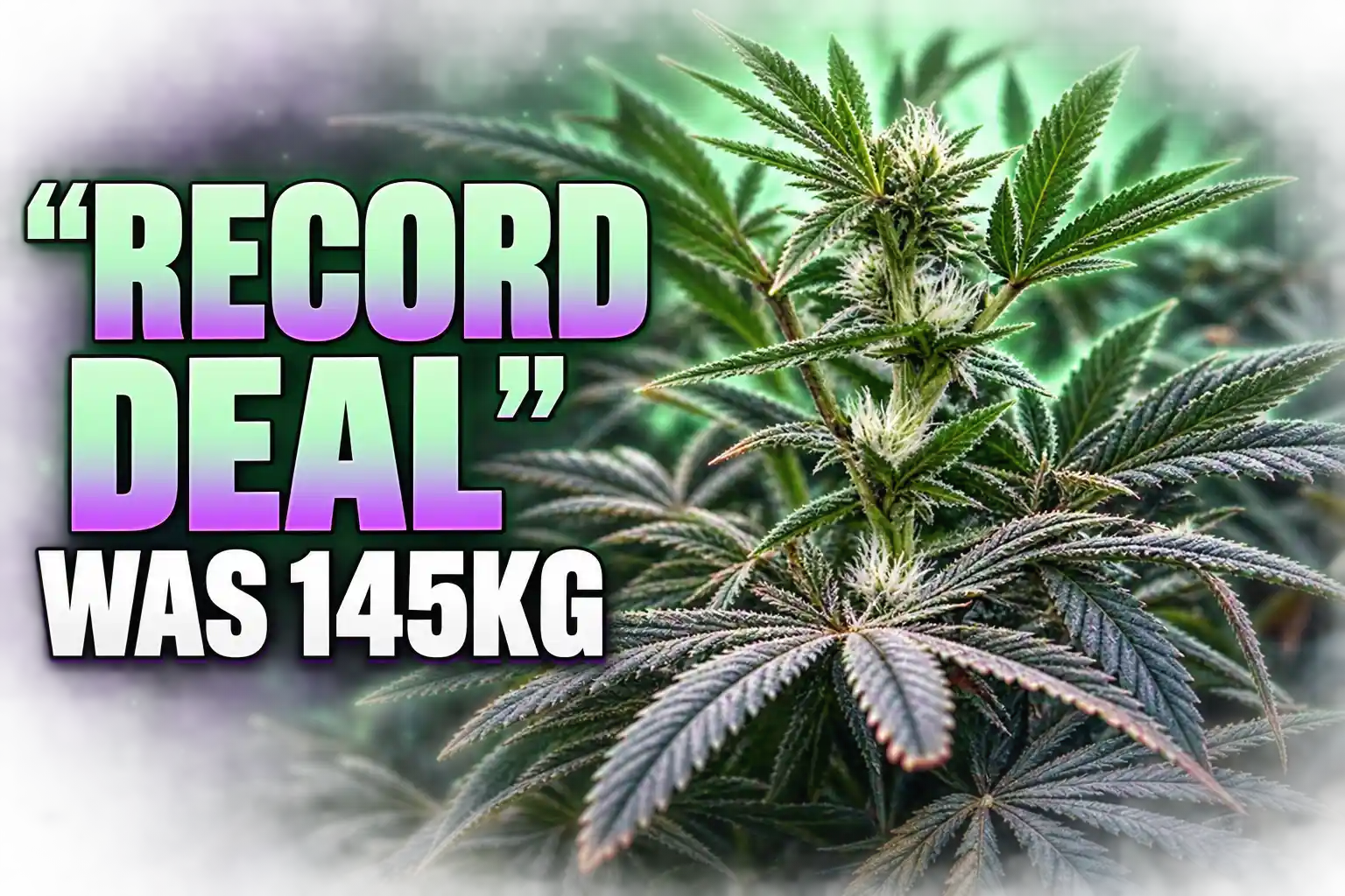 Releaf Glass Pharms 145 kg UK cannabis contract