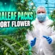 Curaleaf Sunderland packs imported medical cannabis flower
