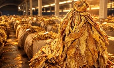 Zimbabwe El Nino tobacco crop 232 million kilograms