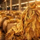 Zimbabwe El Nino tobacco crop 232 million kilograms