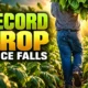 Zimbabwe tobacco record 359 million kg at $2.49